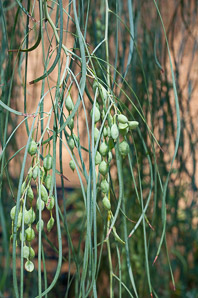 Acacia stenophylla (shoe-string acacia, pencil leaf acacia)