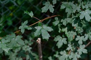 Acer campestre (field maple, hedge maple)