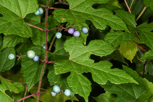 Ampelopsis brevipedunculata (porcelain berry, Amur peppervine, porcelain-berry)
