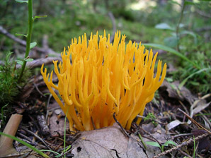 Calocera viscosa (yellow stagshorn fungus)