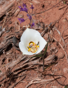 Calochortus nuttallii (sego lily)