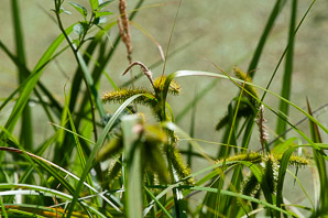 Carex comosa (bristly sedge)