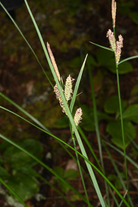 Carex lenticularis (lenticular sedge)