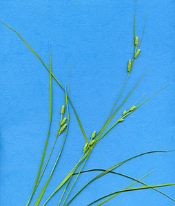 Carex pellita (woolly sedge)