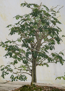 Chloroleucon tortum (Brazilian rain tree, jurema)