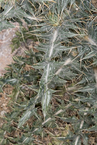 Cirsium neomexicanum (desert thistle, New Mexico thistle, powderpuff thistle, lavender thistle, Foss thistle)
