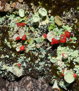 Cladonia coccifera (madame’s cup lichen)