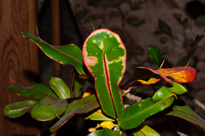 Codiaeum variegatum (croton, garden croton)