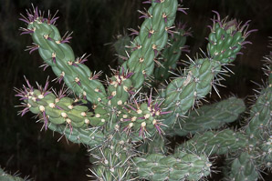 Cylindropuntia imbricata (tree cholla)