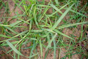 Cynodon dactylon (Bermuda grass)