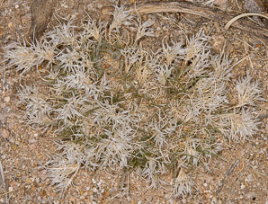 Dasyochloa pulchella (desert fluff-grass, low woollygrass)