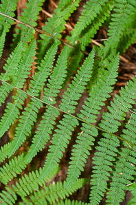 Dennstaedtia punctilobula (hay-scented fern, hayscented fern)