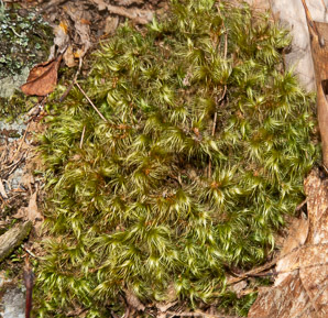 Dicranum scoparium (windswept moss, broom forkmoss)