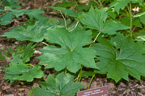 Diphylleia cymosa (umbrella leaf, American umbrella-leaf)