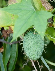 Echinocystis lobata (wild cucumber, balsam apple, prickly cucumber, wild balsam apple)