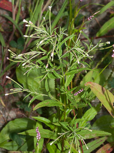 Epilobium coloratum (purpleleaf willowherb, cinnamon willow-herb)