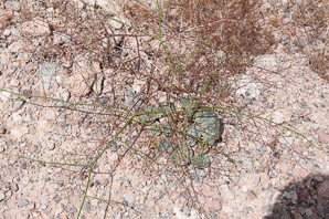 Eriogonum reniforme (kidney-leaf buckwheat, kidneyleaf buckwheat)