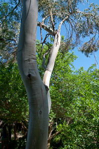 Eucalyptus leucoxylon (white ironbark)