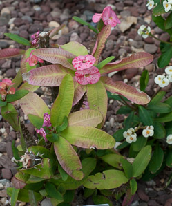 Euphorbia ×