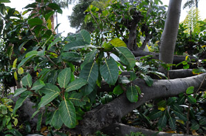 Ficus lutea (Lagos rubber tree)