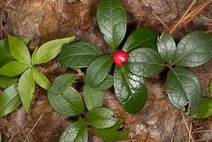 Gaultheria procumbens (creeping wintergreen, wintergreen, Eastern teaberry, checkerberry, boxberry, American wintergreen)