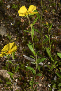 Helianthemum canadense (longbranch frostweed)