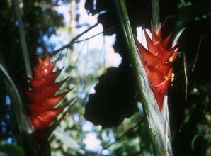 Heliconia caribaea (heliconia)