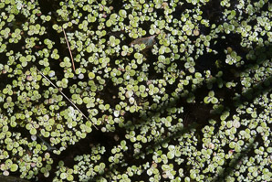 Lemna minor (common duckweed)