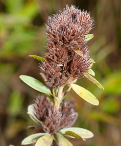 Lespedeza capitata (rounded-headed bush clover, roundhead lespedeza, bush clover, round-headed bush clover)