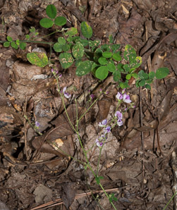 Lespedeza procumbens (downy trailing bush-clover)