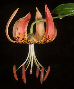 Lilium lancifolium (tiger lily)