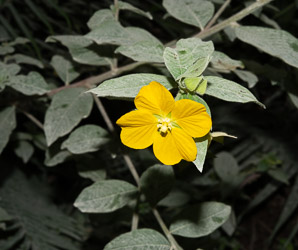 Ludwigia octovalvis (Mexican primrosewillow, primrose willow)