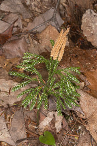 Lycopodium obscurum (common ground-pine, rare clubmoss, tree clubmoss, round branched clubmoss)