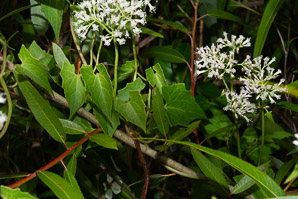 Mikania scandens (climbing hempvine)