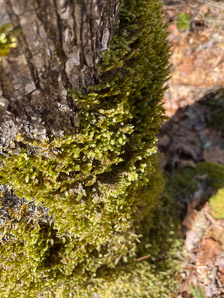 Neckera pennata (shingle moss)