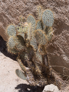 Opuntia polyacantha (Mojave prickly-pear, old man cactus)