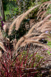 Pennisetum setaceum (purple fountain grass)