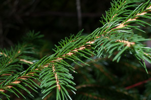 Picea rubens (red spruce, Eastern spruce, yellow spruce)