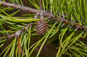 Pinus pungens (table mountain pine, mountain pine)