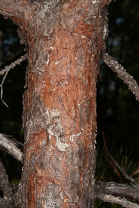 Pinus rigida (pitch pine)