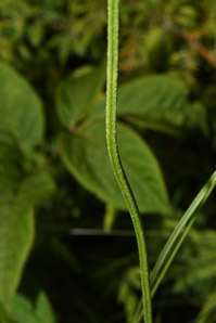 Plantago lanceolata (English plantain, ribwort plantain)