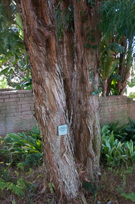 Podocarpus henkelii (falcate yellowwood)