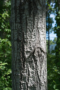 Populus grandidentata (bigtooth aspen, large-tooth aspen, American aspen, white poplar, aspen)