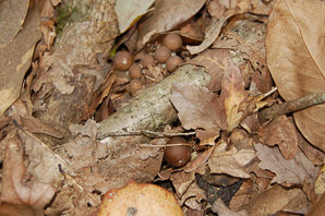 Psilocybe cubensis (boomers, magic mushrooms, golden tops, shrooms, gold caps)