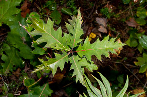 Quercus L. (oak)
