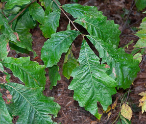 Quercus bicolor (swamp white oak)