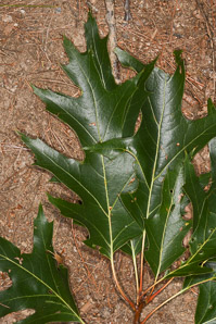 Quercus rubra (northern red oak, champion oak, red oak)