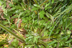 Ranunculus repens (creeping buttercup)
