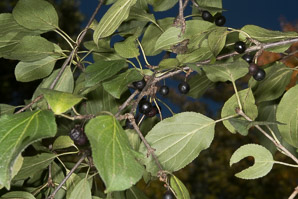 Rhamnus cathartica (buckthorn, common buckthorn, purging buckthorn)