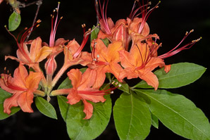 Rhododendron calendulaceum (flame azalea)